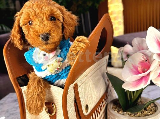 Mini Boy Puppy Kıpkırmızı Ev Üretimi  Tooy Poodle 