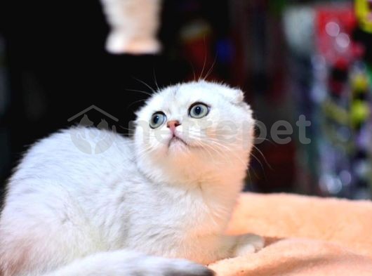 Pamuğumuz Silver Scottish Fold Yavrumuz