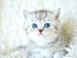 ++ Kalitede silver ns24 british shorthair