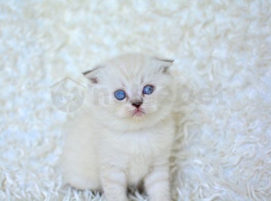 Show Kalite Silver Ns1133 Scottish Fold Yavrumuz