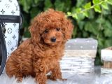 Mini boy puppy kıpkırmızı ev üretimi  TOOY POODLE 