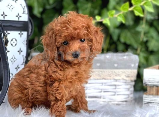 Mini Boy Puppy Kıpkırmızı Ev Üretimi  Tooy Poodle 