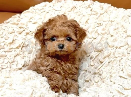 Mini Boy Puppy Kıpkırmızı Ev Üretimi  Tooy Poodle 