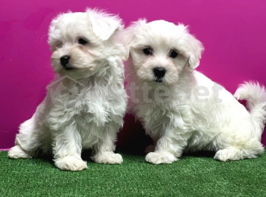 Maltese Terrier Yavrusu  