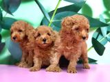 Toy Poodle Yavru 