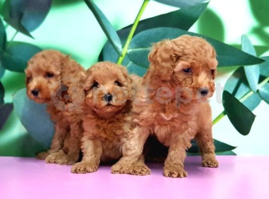 Toy Poodle Yavru 