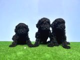 SİYAH POODLE YAVRU 