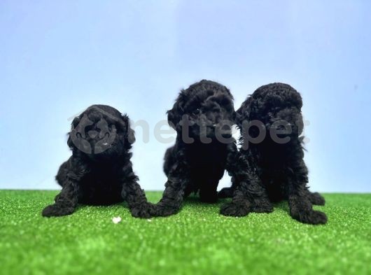 Siyah Poodle Yavru 