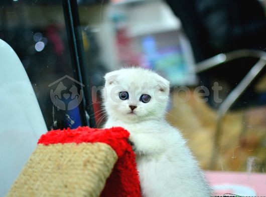 Muhteşem Yüz Hattına Sahip Silver Scottish Fold