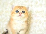 Şampiyon soyundan ny11 golden british shorthair