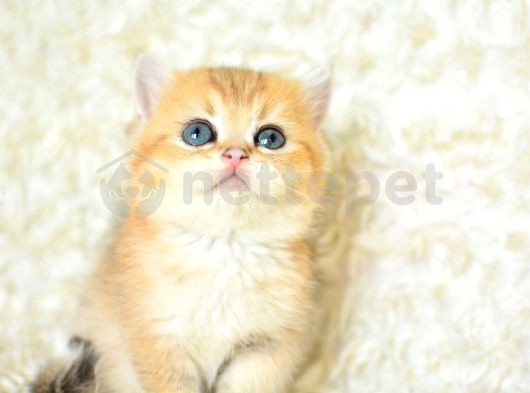 Şampiyon Soyundan Ny11 Golden British Shorthair