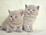 Top kafa lilac british shorthair yavrularımız