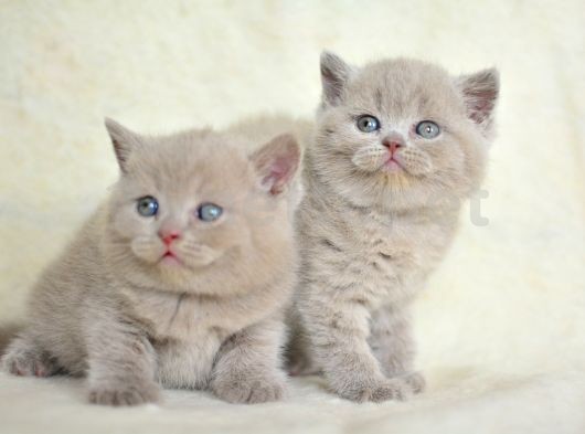 Top Kafa Lilac British Shorthair Yavrularımız