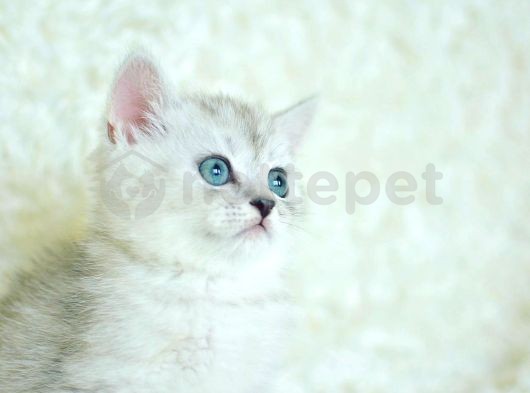 Yumuşacık Silver British Shorthair 