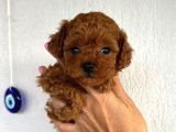 Mini boy puppy kıpkırmızı ev üretimi  TOOY POODLE 