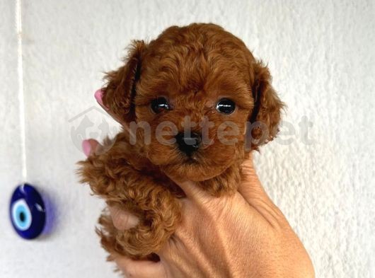 Mini Boy Puppy Kıpkırmızı Ev Üretimi  Tooy Poodle 