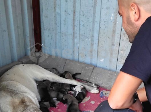 Üstdüzey Vasıflı Kangal Yavruları İzmir  