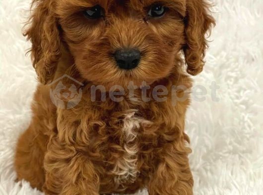 Mini Boy Puppy Kıpkırmızı Ev Üretimi  Tooy Poodle 