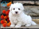 Maltesse terrier mini puppy boy yavrular 