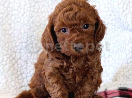 Mini Boy Puppy Kıpkırmızı Ev Üretimi  Tooy Poodle 