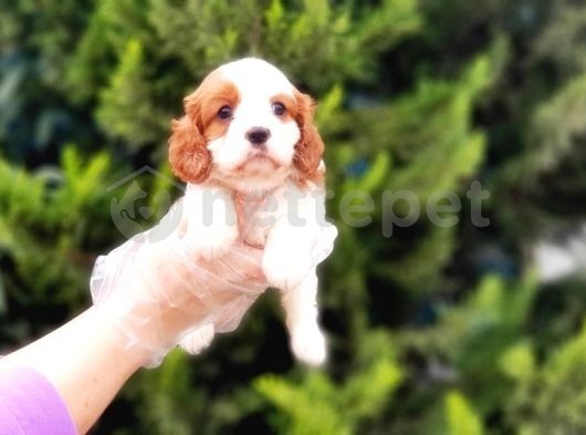 Cavalier King Charles Yavrusu 