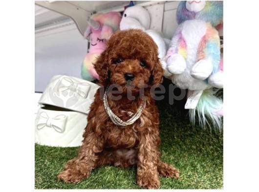 Dark  Brown Poodle Yavrular 