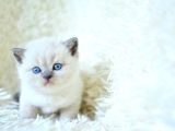 Muhteşem blue point british shorthair yavrumuz