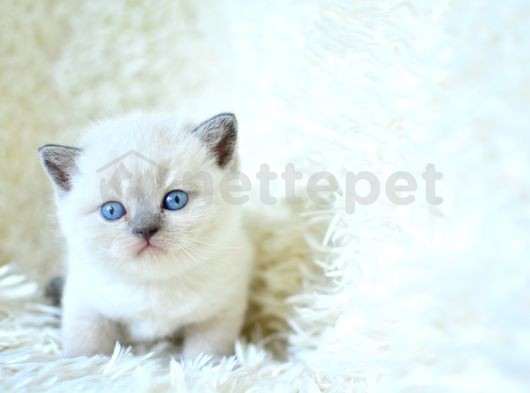 Muhteşem Blue Point British Shorthair Yavrumuz