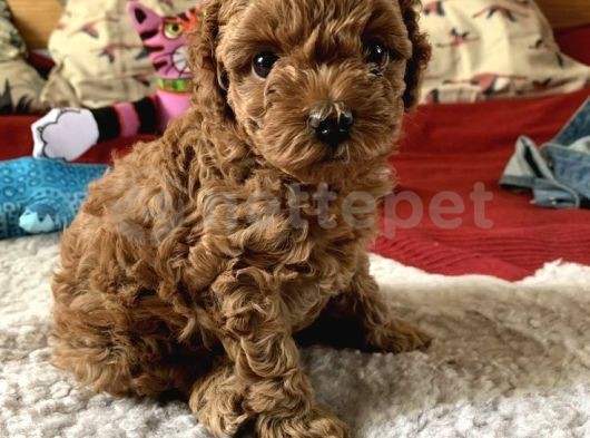 Mini Boy Puppy Kıpkırmızı Ev Üretimi  Tooy Poodle 