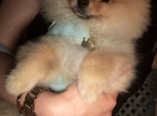 Pomeranian Boo Teddy Bear 3 Aylık Tuvalet Eğitimli Yavru