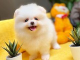 Kar Beyazı Muhteşem Güzellikte Ayıcık Yüz Pomeranian