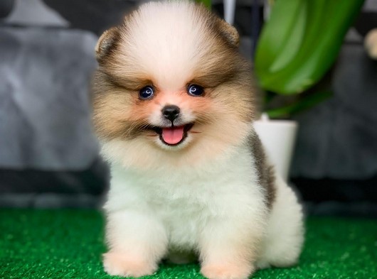 En tatlı en güzel benim dedirten Pomeranian Boo yavrumuz