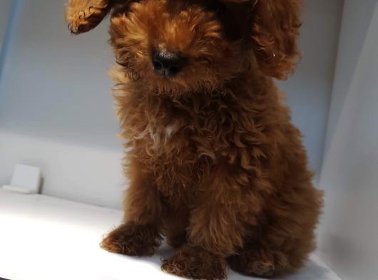 Safkan Toy Red Poodle Yavrular