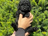 Dişi toy poodle black siyah yavrmuz