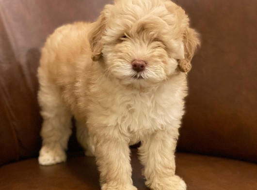 Muhteşem Kalite Malitpoo Yavrumuz