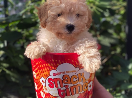 Tüy Dökmeyen Koku Yapmayan Toy Poodle Yavrularımız