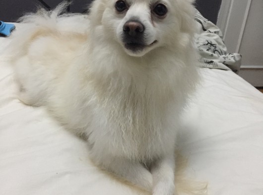 Pomeranian Spitz