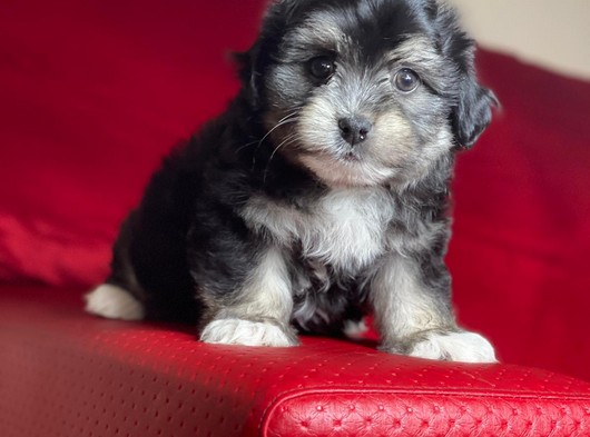 Maltipoo Yavruları