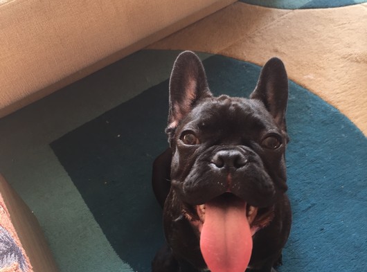 4.5 aylık fransız bulldog