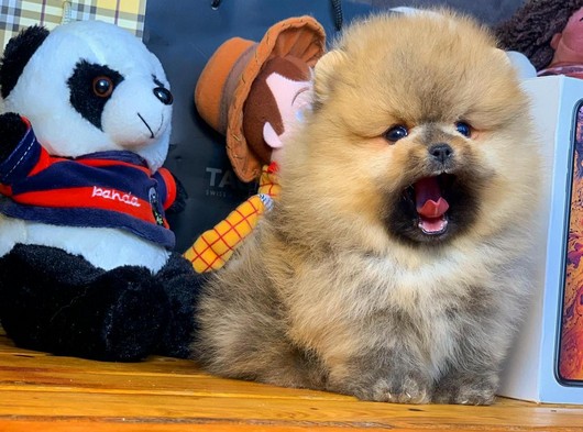 Yeni gelen AA kalite yarışma düzeyi Pomeranian Oğlumuz 'TED'
