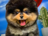 Yeni gelen özel particolor renk Pomeranian
