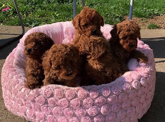 Orijinal Toypoodle Yavrularımız Gelmiştir.