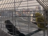 Kuş ve kafesi