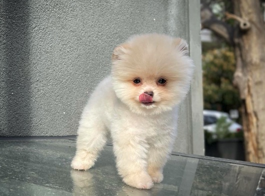 Ayı surat teddyface Pomeranian Boo