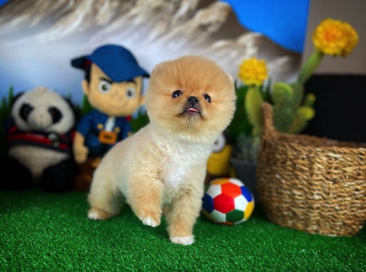 Yakışıklı Pomeranian Boo