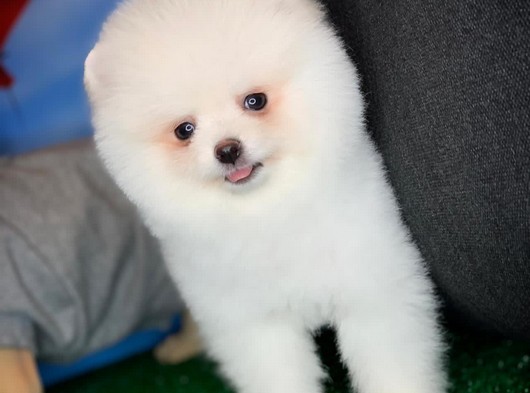 Sevimli ve güler yüzlü beyaz Pomeranian Boo yavrumuz