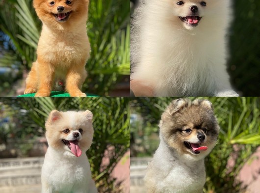 Pomeranian Boo Yetişkin Ve Yavru