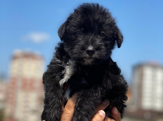 Maltipoo Yavrusu