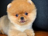 Her Hafta Yenilenen PomeranianBoo Yavrularımız için İletişime Geçiniz
