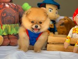 Muhteşem Mini Boy Ender Renk Pomeranian Boo